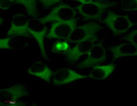 Tubulin alpha chain, FITC conjugated (clone TU-01) in the group Antibodies Plant/Algal / Loading Controls at Agrisera AB (Antibodies for research) (AS21 4626)